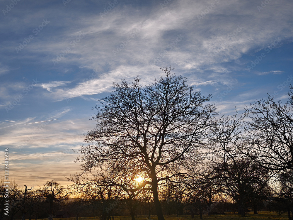 Sunset behind the big walnut tree Sunset behind the big walnut tree