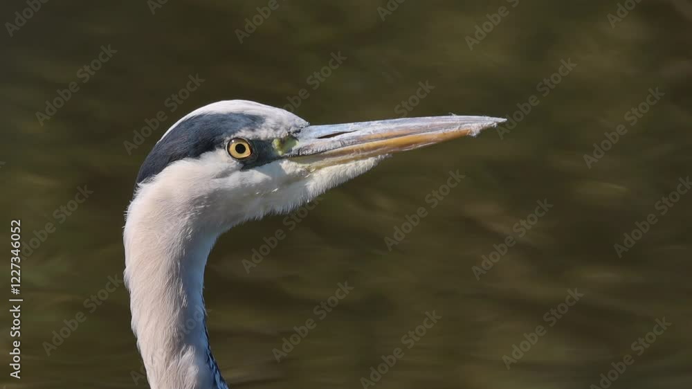close up yellow eyes, head gray heron with yellow eyes, close up gray heron at a sunny day, Grey heron from the side, bird with long neck, beak grey heron, lake in the background close up yellow eyes, head gray heron with yellow eyes, close up gray heron at a sunny day, Grey heron from the side, bird with long neck, beak grey heron, lake in the background