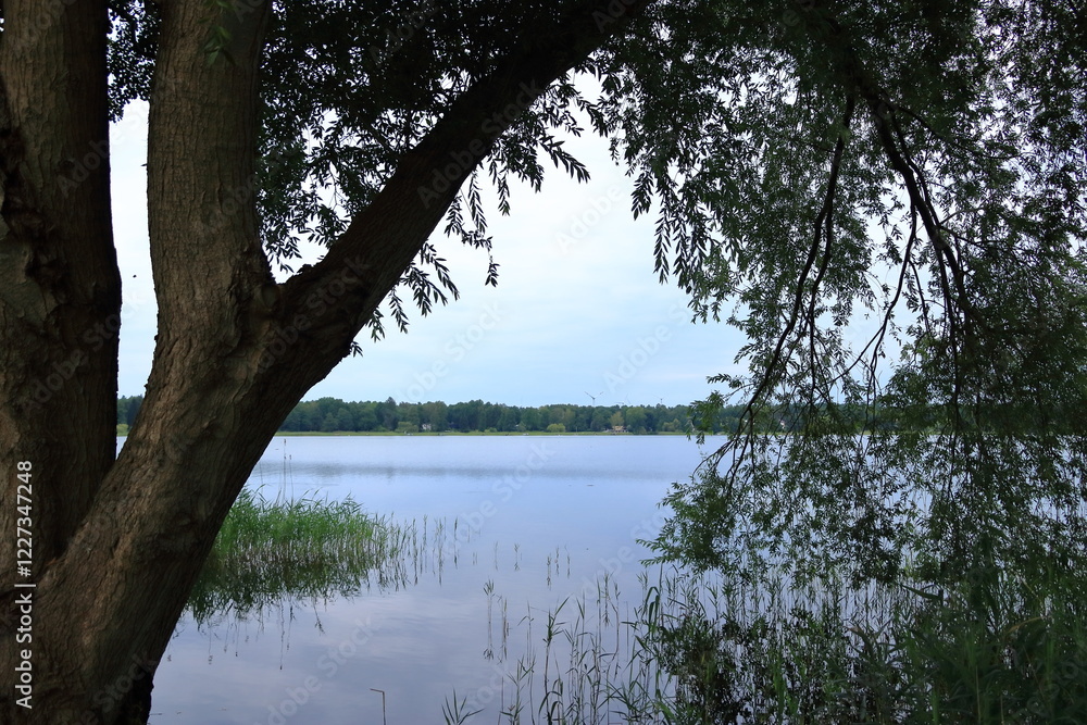 Shore area with reeds at a small lake in Wandlitz, Brandenburg in Germany Shore area with reeds at a small lake in Wandlitz, Brandenburg in Germany
