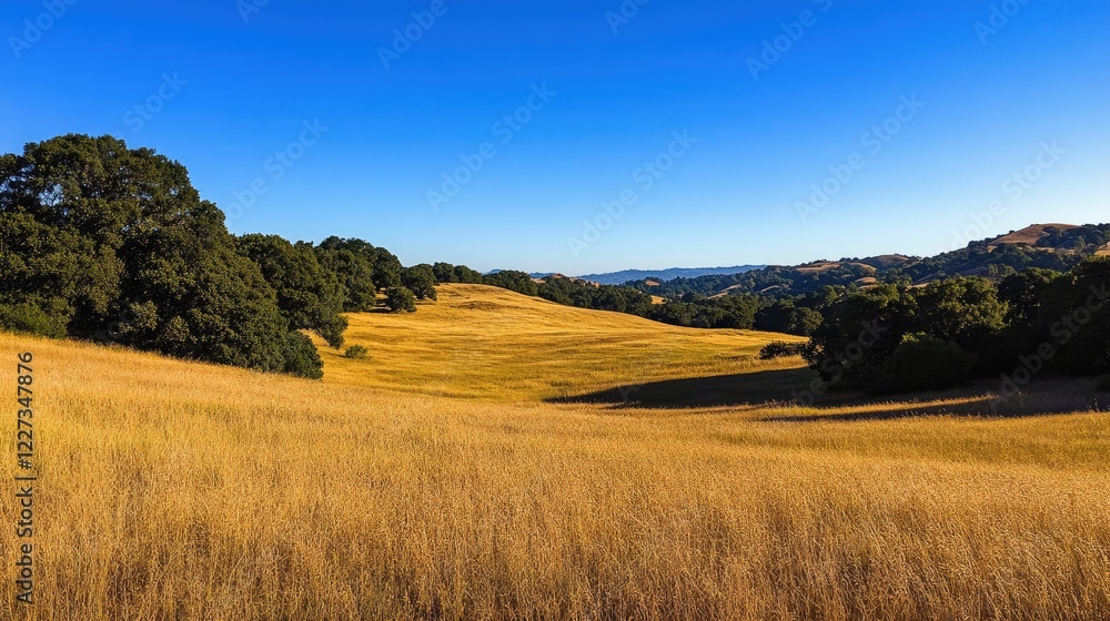 Fototapeta premium A golden meadow under a bright blue sky, bathed in warm sunlight, offering an expansive natural backdrop for creative or nature-related visuals.