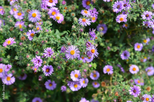New England aster Barrs Pink flowers