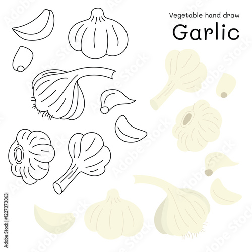 Garlic doodle vegetable hand drawn outline and colors for kid, Package, labels Design element. Vector illustration