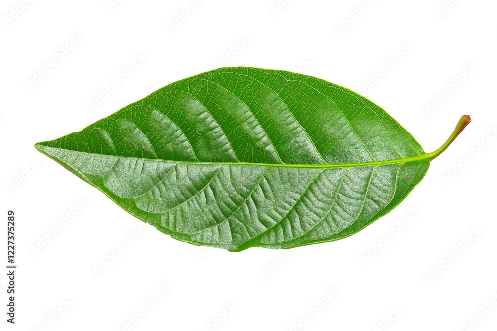 Obraz premium Isolated green cocoa leaf on a transparent background, isolated cocoa green leaves, green guava leaves isolated on a transparent background, A single piece of guava or fig tree leaf, Generative Ai