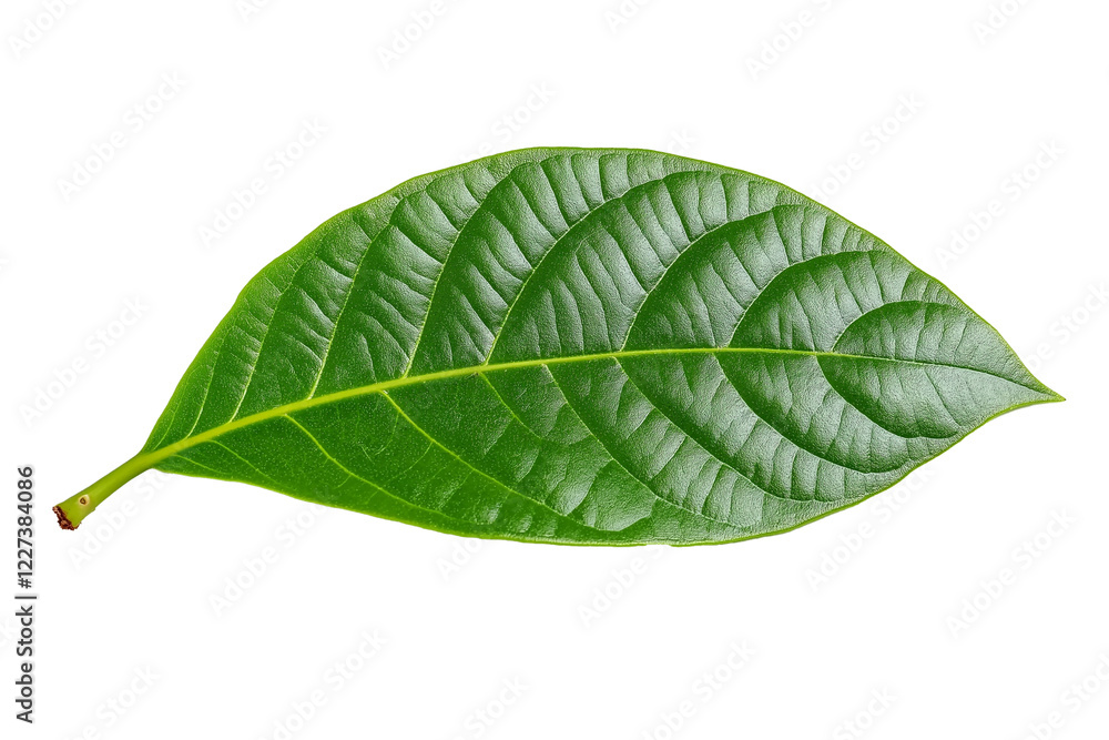 Obraz premium Isolated green cocoa leaf on a transparent background, isolated cocoa green leaves, green guava leaves isolated on a transparent background, A single piece of guava or fig tree leaf, Generative Ai