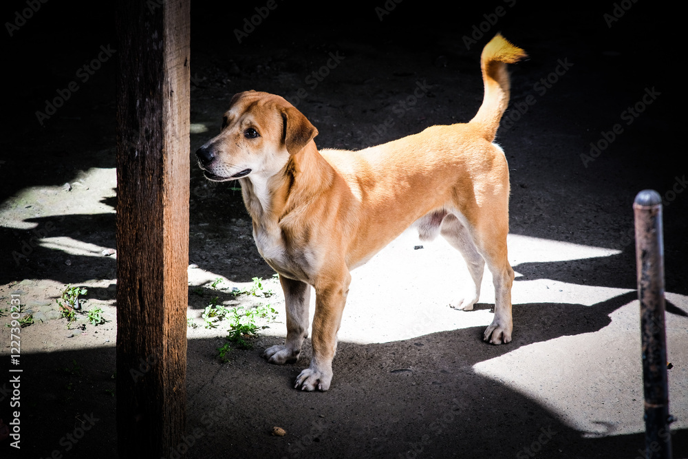 Little brown dog searching for something. Little brown dog searching for something.
