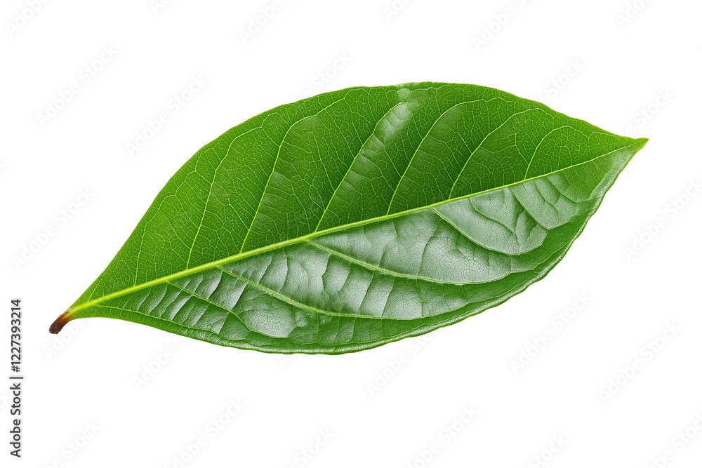 Obraz premium Isolated green cocoa leaf on a transparent background, isolated cocoa green leaves, green guava leaves isolated on a transparent background, A single piece of guava or fig tree leaf, Generative Ai