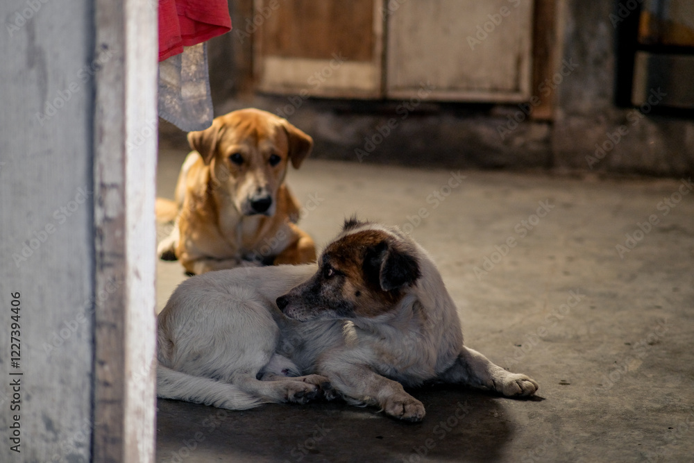 Two dogs lying down in the dirty kitchen floor. Two dogs lying down in the dirty kitchen floor.