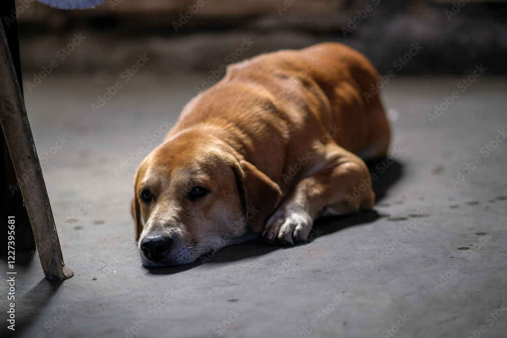 Brown dog lying down in the dirty kitchen floor. Brown dog lying down in the dirty kitchen floor.