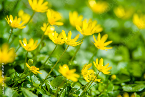 Yellow Lesser celandine flowers in spring on a green natural background
 photo