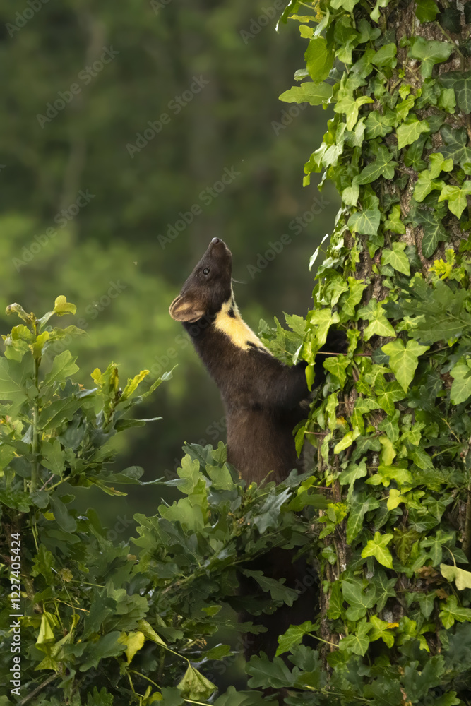 Obraz premium Marten climbing an ivy-covered tree in the forest, looking for food