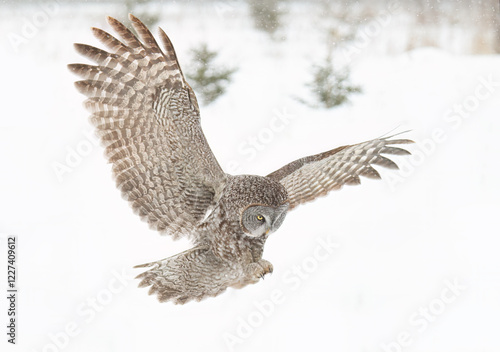 Obraz na płótnie Great grey owl with wings spread out hunting through the falling snow in winter in Canada w salonie