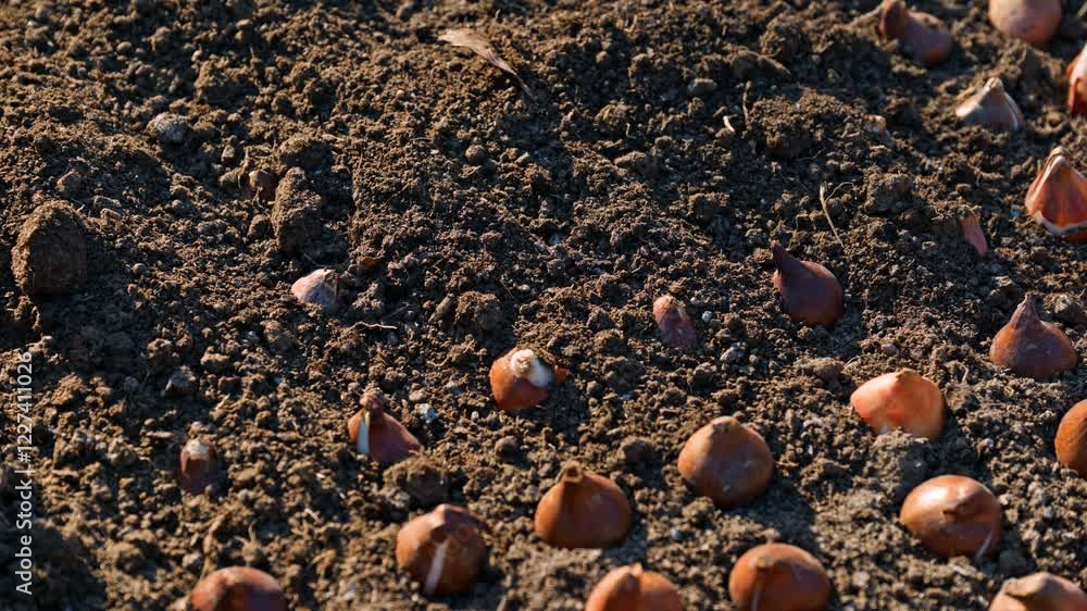 Dozens of tulip bulbs planted in a flower bed. Covering tulip bulbs with nice compost rich soil. Close up.