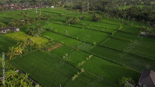 Aerial View of Green Rice Fields in Bali