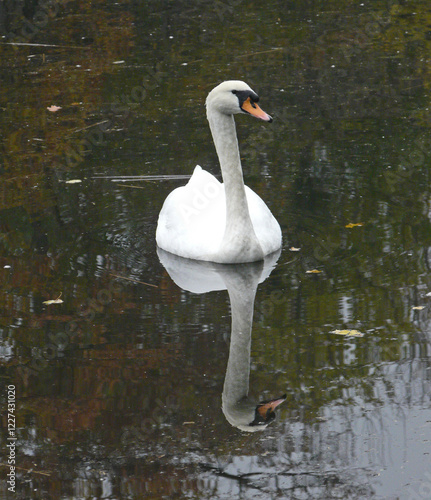 Schwan