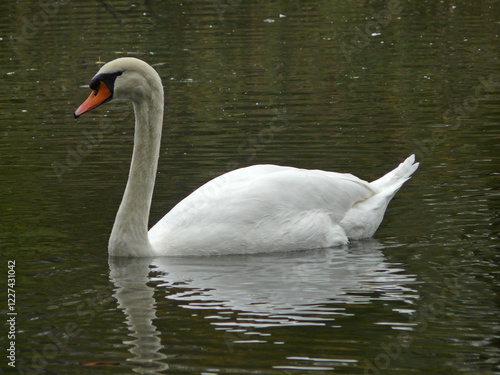 Schwan