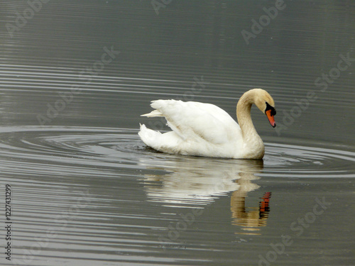 Schwan