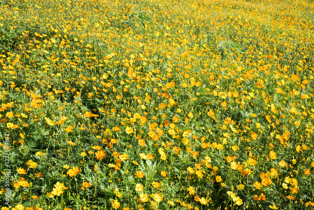Fototapeta premium Beautiful sulfur cosmos (cosmos sulphureus) flowers.
