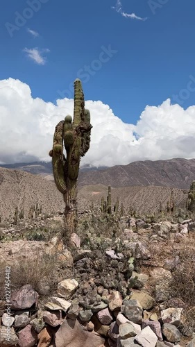 Pucara Tilcara Argentina Cactus Desert 4K Vertical
