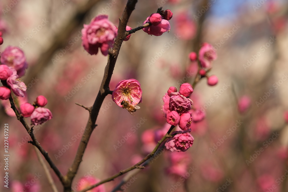 pink Chinese plum blossom on branch with bee pink Chinese plum blossom on branch with bee