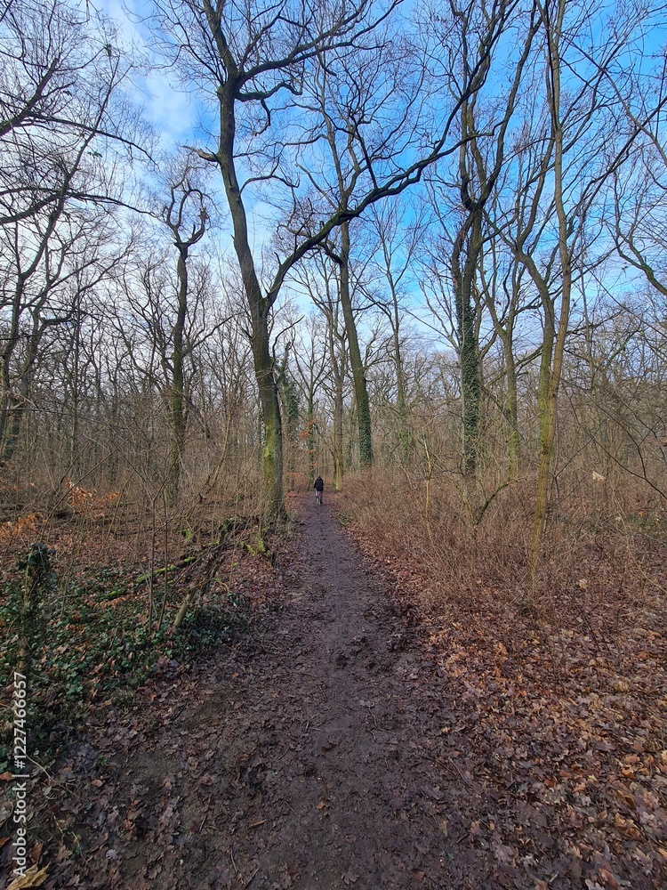 wonderful Plänterwald Forest in Berlin Treptow in Winter and with blue sky wonderful Plänterwald Forest in Berlin Treptow in Winter and with blue sky