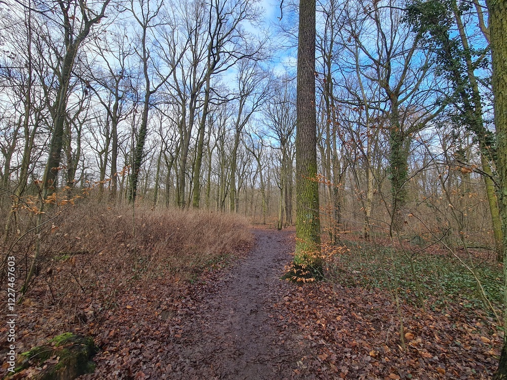 Fototapeta premium Plänterwald Forest Landscape in Berlin Treptow