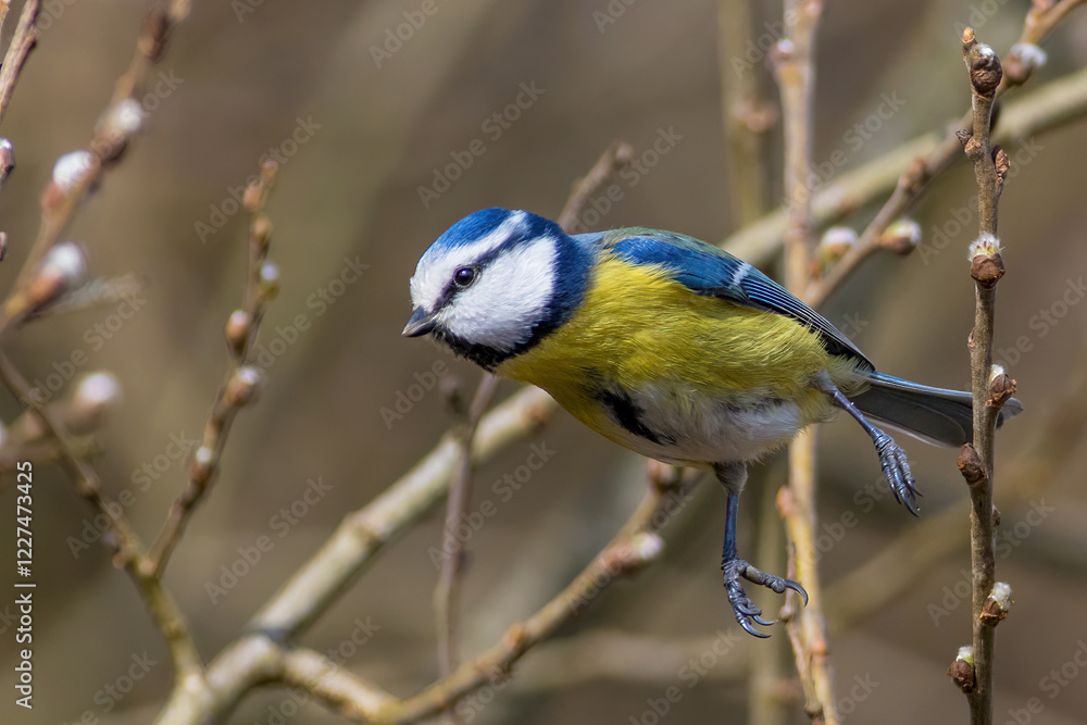 Obraz premium The Eurasian blue tit (Cyanistes caeruleus)