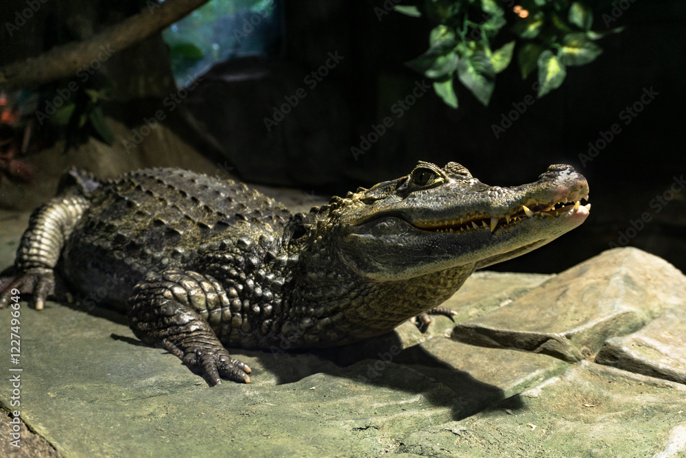 Fototapeta premium Crocodile resting on rocks in zoo with head raised up