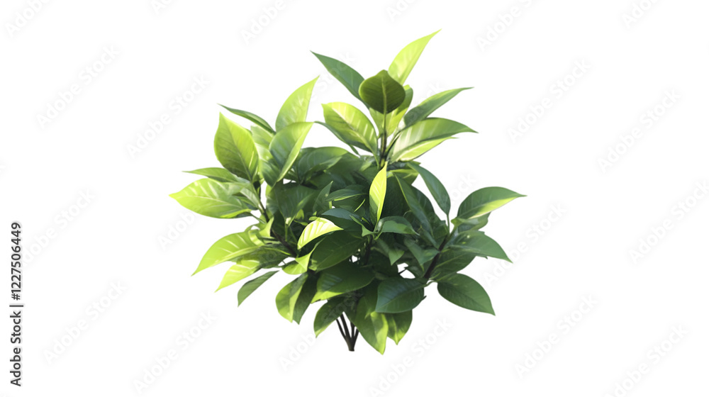 outdoor plant png