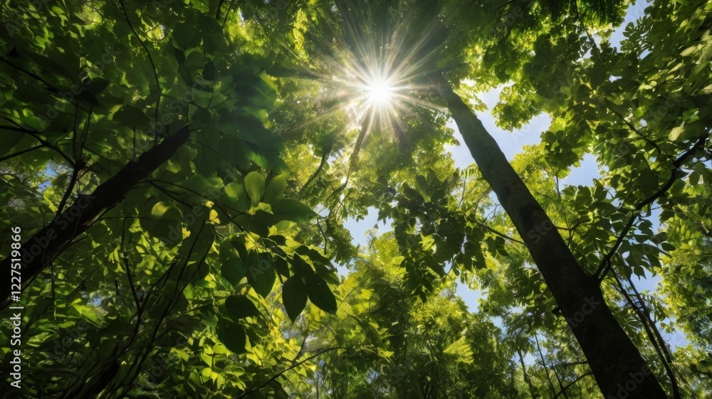 Fototapeta premium Sunlight Filtering Through Forest Canopy 