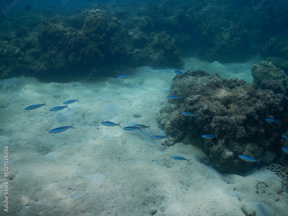 Obraz premium The reef and aquatic animal : A shallow reef is a sunlit underwater paradise teeming with colorful corals, tropical fish, sea turtles, and other marine creatures, thriving in warm, clear waters