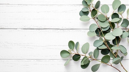 eucalyptus branches leaves on rustic white background flat lay top view