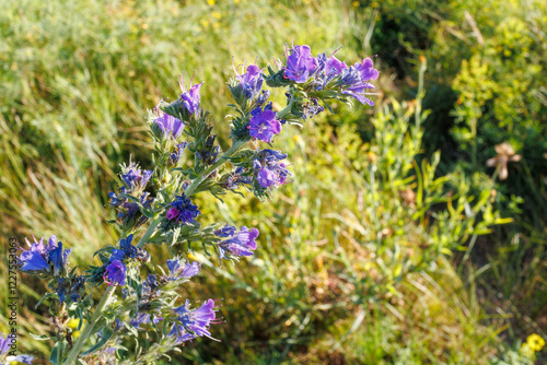 Close-up of vibrant purple Viper's Bugloss Echium vulgare L. photo