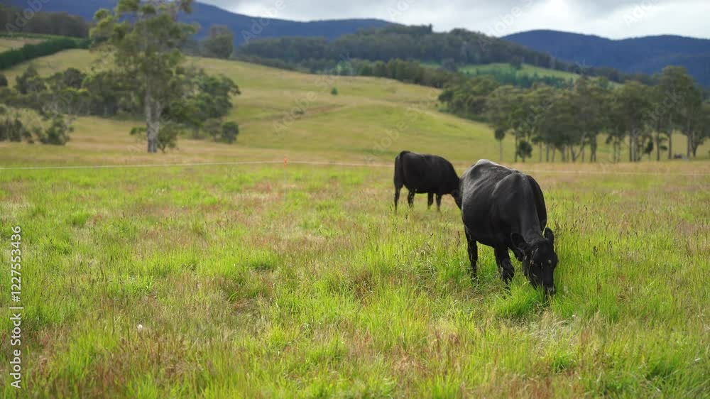 beautiful cattle in Australia eating grass, grazing on pasture. Herd of cows free range beef being regenerative raised on an agricultural farm. Sustainable farming in summer beautiful cattle in Australia eating grass, grazing on pasture. Herd of cows free range beef being regenerative raised on an agricultural farm. Sustainable farming in summer