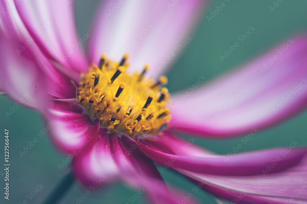 A macro shot of a pink cosmos bloom. A macro shot of a pink cosmos bloom.