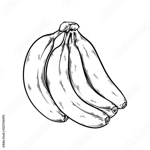 vector line art drawing illustration of a banana