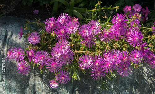Blooming magenta succulent flowers decorating a stone fence.