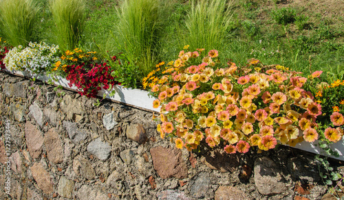 Old stone wall decorated with colorful petunia flowers.