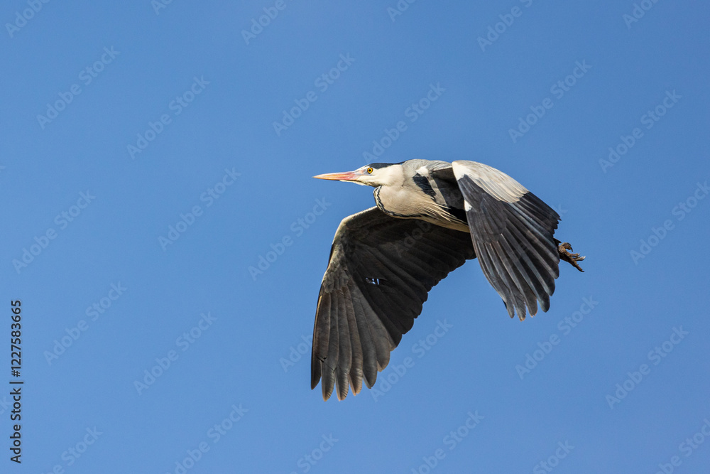 Fototapeta premium airone cenerino in volo