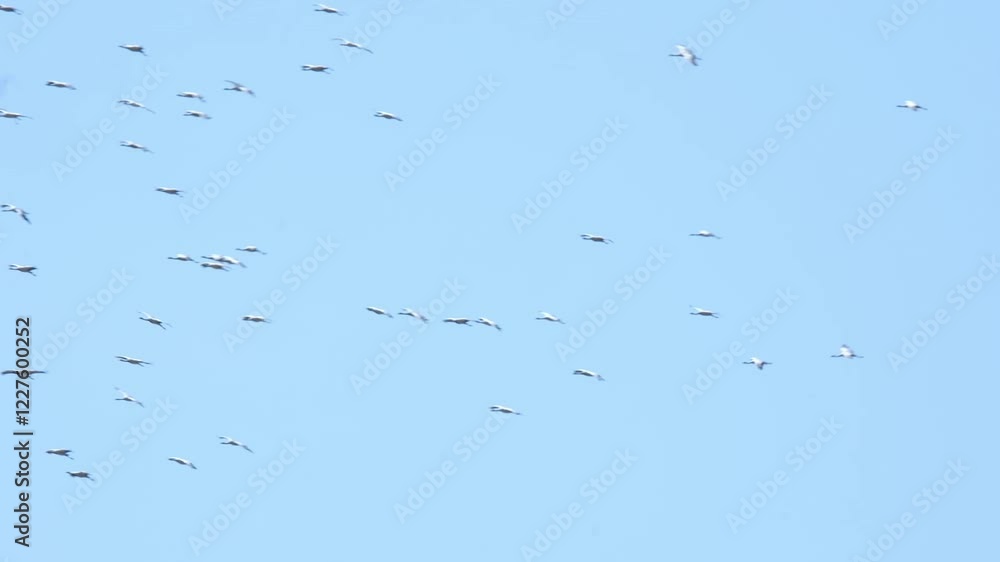 A flock of migratory birds Cranes in the blue sky. Spring bird migration A flock of migratory birds Cranes in the blue sky. Spring bird migration