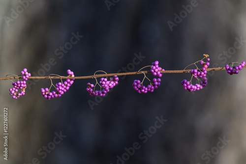 Purple beautyberry and its beautiful light purple fruits.
 photo