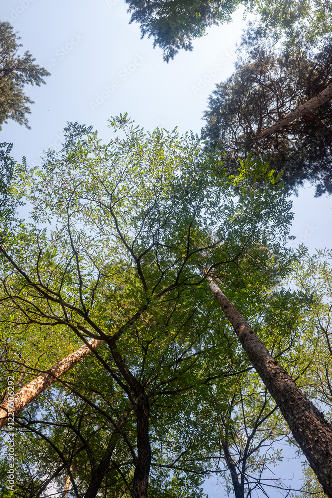 Green leaves of trees against the blue sky. Green leaves of trees against the blue sky.