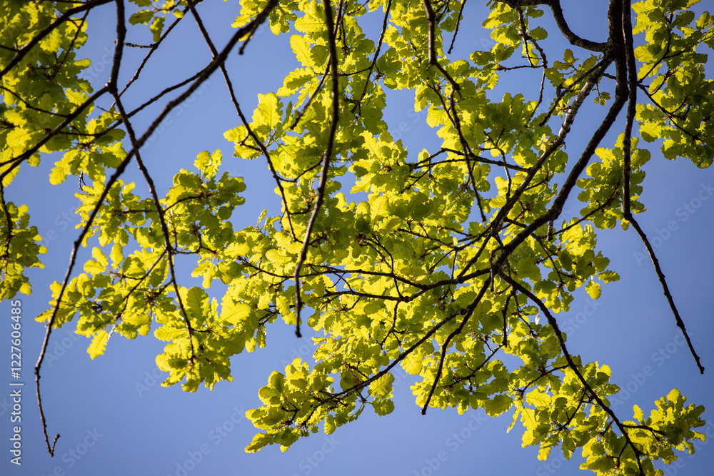 Green tree leaves on a blurred nature background. Green tree leaves on a blurred nature background.