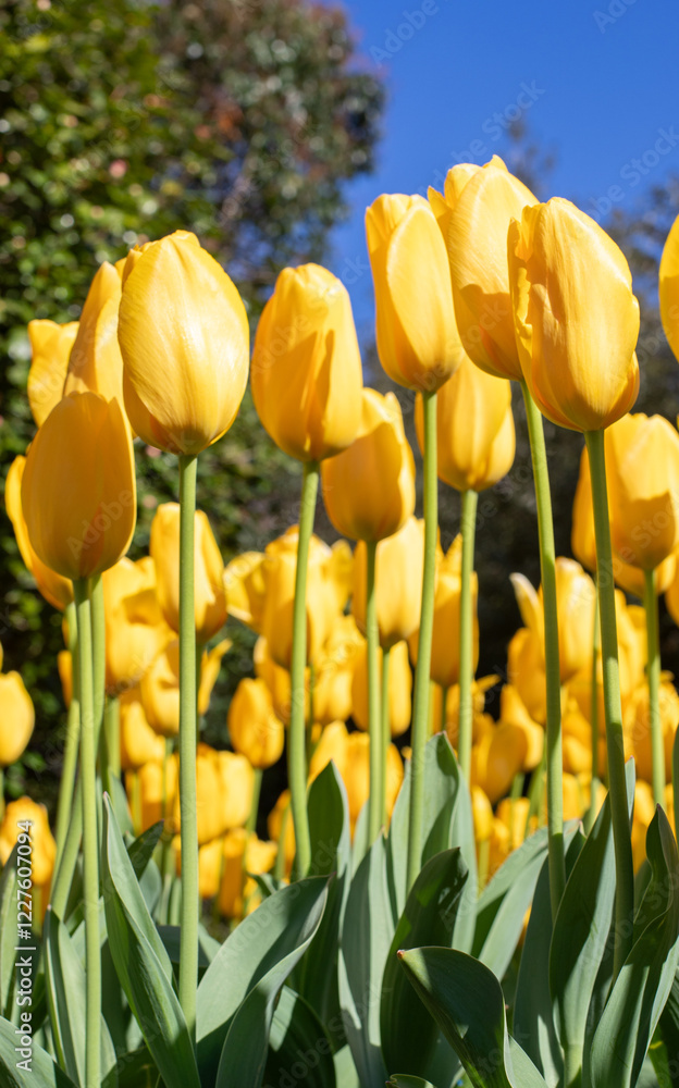Field of colorful tulips, many red flowers. Field of spring flowers. Tulip field Red tulips, yellow tulips, pink flowers. Field of colorful tulips, many red flowers. Field of spring flowers. Tulip field Red tulips, yellow tulips, pink flowers.