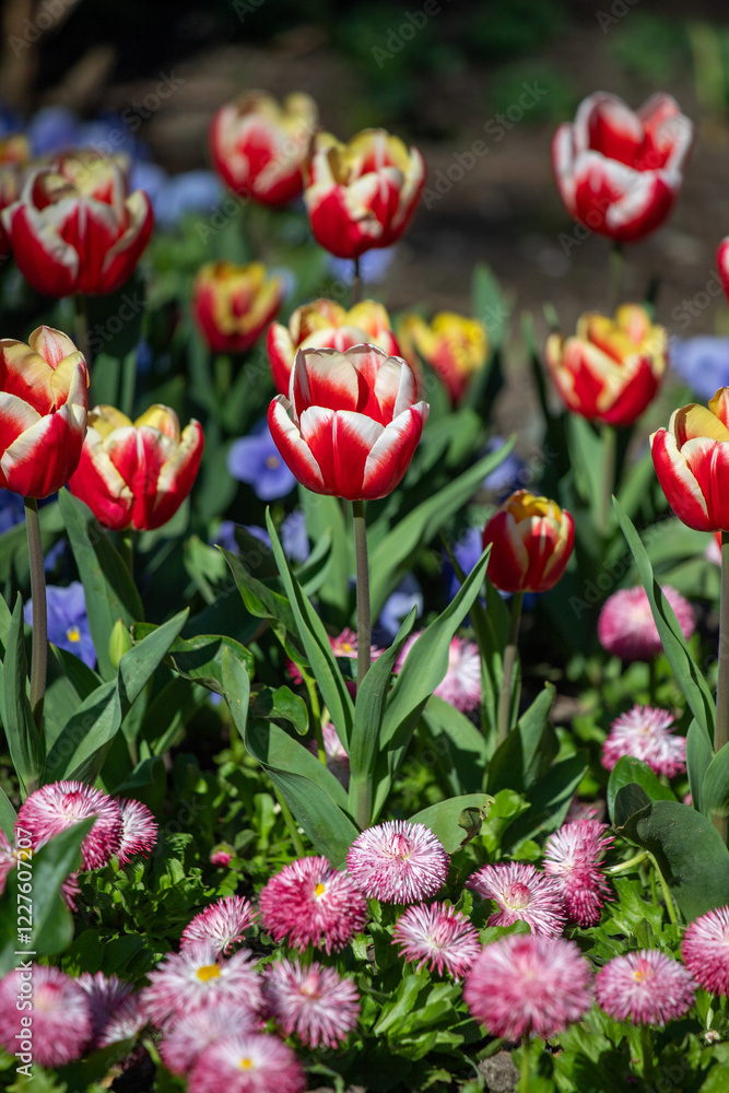 Field of colorful tulips, many red flowers. Field of spring flowers. Tulip field Red tulips, yellow tulips, pink flowers. Field of colorful tulips, many red flowers. Field of spring flowers. Tulip field Red tulips, yellow tulips, pink flowers.