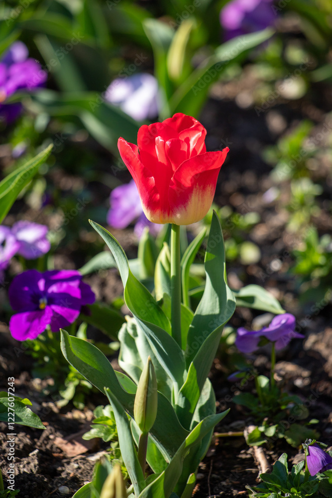 Field of colorful tulips, many red flowers. Field of spring flowers. Tulip field Red tulips, yellow tulips, pink flowers. Field of colorful tulips, many red flowers. Field of spring flowers. Tulip field Red tulips, yellow tulips, pink flowers.