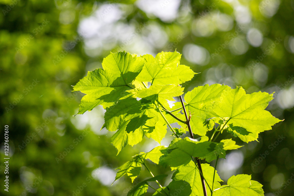 Green tree leaves on a blurred nature background. Green tree leaves on a blurred nature background.