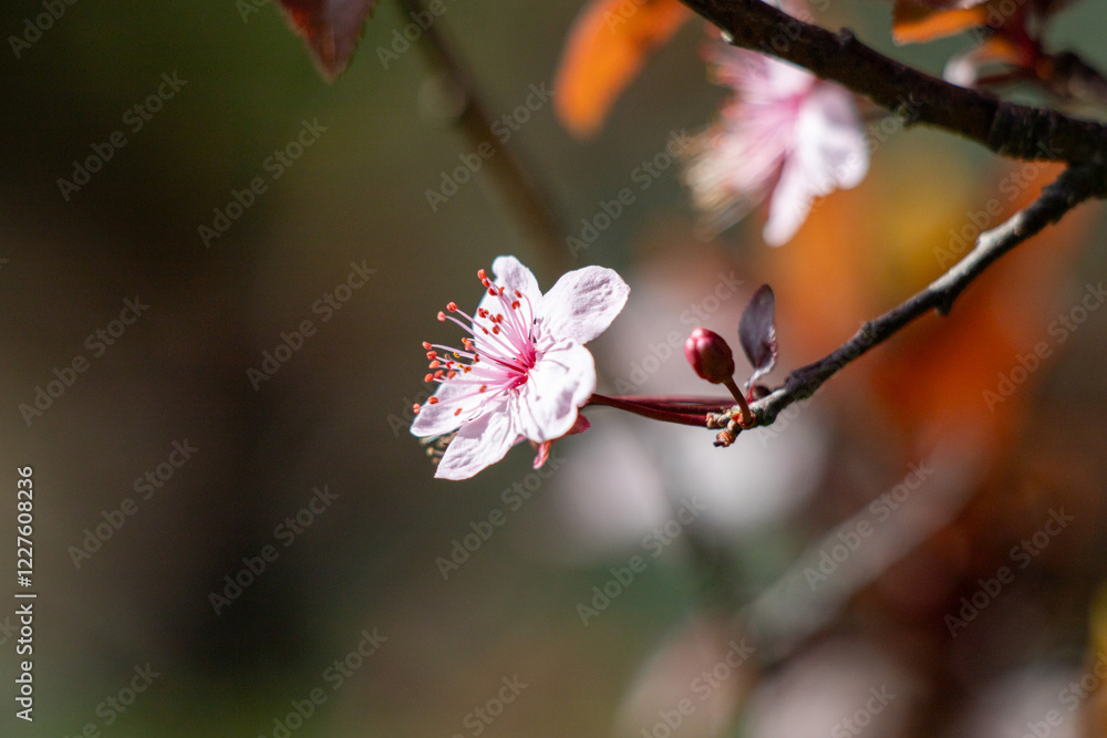 Bright blooming fruit trees in spring nature. Bright blooming fruit trees in spring nature.