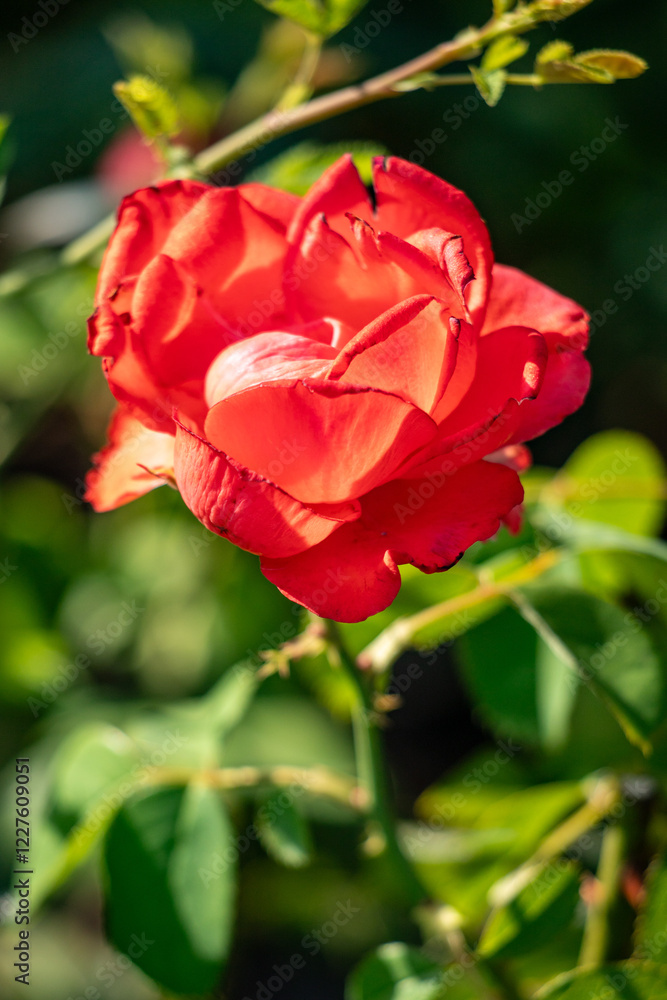 Rose flowers growing in nature close-up. Rose flowers growing in nature close-up.