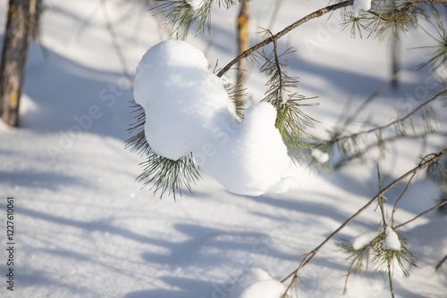 green pine trees covered with white snow, close-up landscape photo