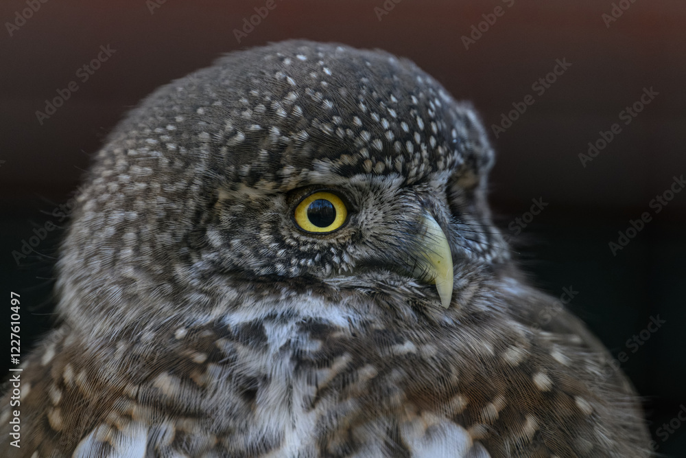 Fototapeta premium The smallest owl with a black background in detail on the head. 